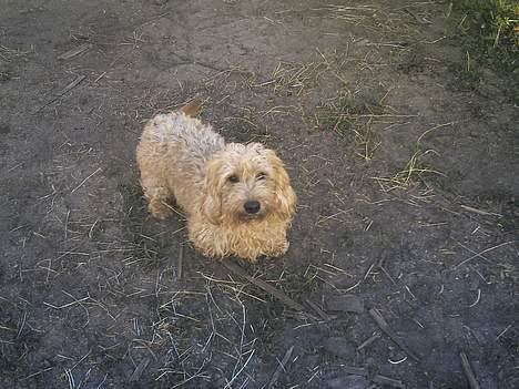 Gravhund blanding Emil Baloo RIP - Mine forben er væk Arrrrrrg billede 11