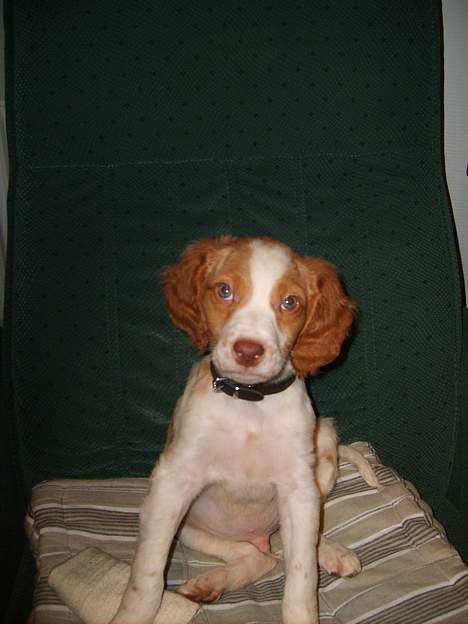 Breton Rex ~ NYE BILLEDER - Så nysgerrig den er :D billede 6