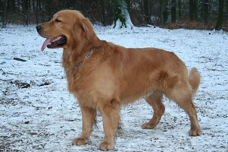 Golden retriever August billede 6