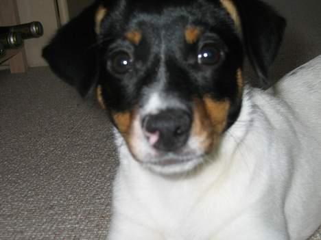 Dansk svensk gaardhund Baloo - Hej Jeg hedder Baloo billede 1