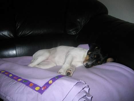 Dansk svensk gaardhund Baloo - Jeg sover bedst på mit tæppe i sofaen :o) billede 2