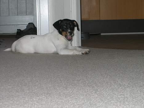 Dansk svensk gaardhund Baloo - Jeg er kun lidt fræk billede 3