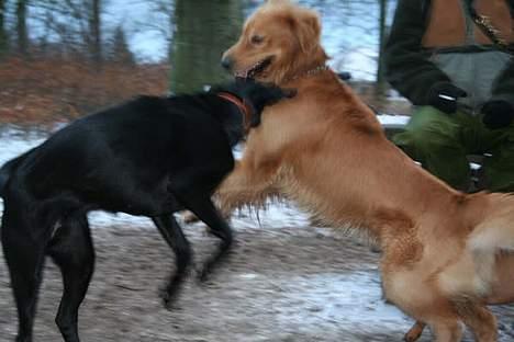 Golden retriever August billede 7