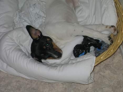 Dansk svensk gaardhund Baloo - Aben er min bedste ven... billede 4