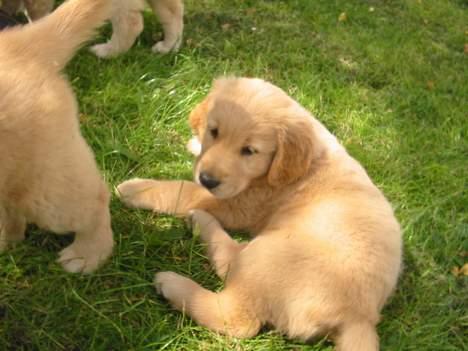 Golden retriever August billede 8