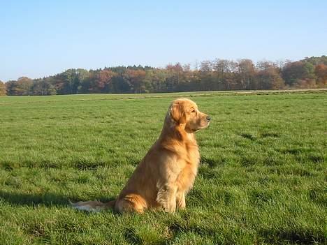 Golden retriever August billede 9