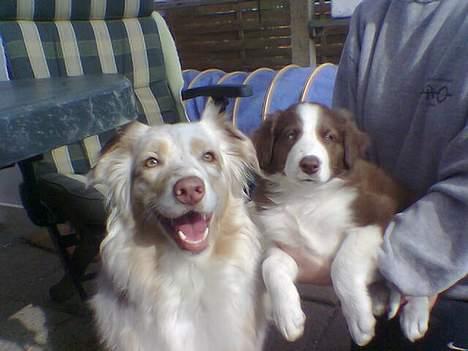 Border collie Asasara Du Er Prima - Twister er med på hvalpekig. Prima er næsten 8 uger billede 6