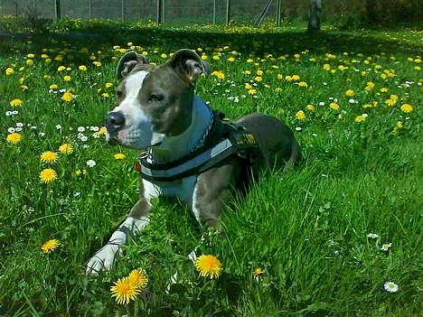 Amerikansk staffordshire terrier Tjily billede 12