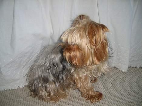Yorkshire terrier Miss Mille billede 10