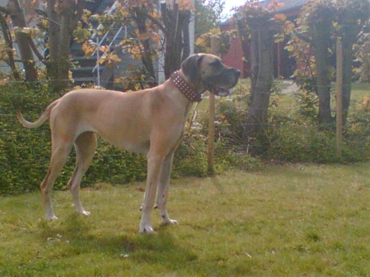 Grand danois Chili R.I.P - chili skøn og dejlig som hun er.. billede 1