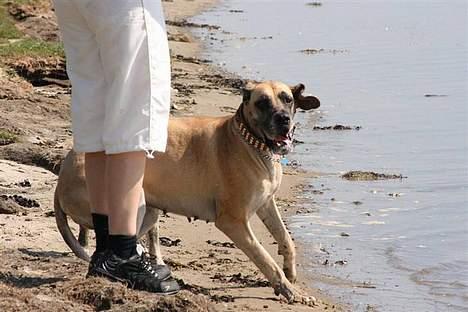 Grand danois Chili R.I.P - vand , vådt lad mig komme væk.. billede 2