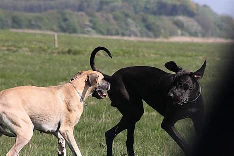 Grand danois Chili R.I.P - Chili og big ben, til træf i horsens billede 3