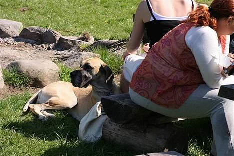 Grand danois Chili R.I.P - tager lige en slapper.. billede 4