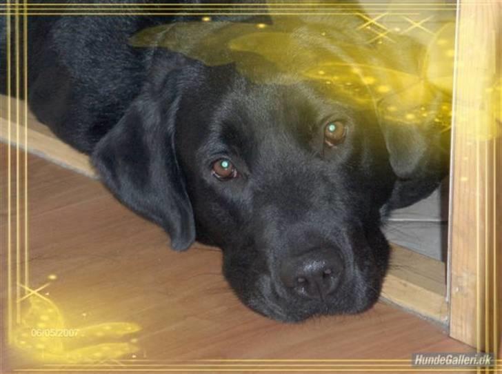 Blanding af racer Balou billede 6