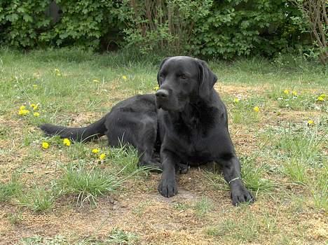 Blanding af racer Balou - 6/5 2007 billede 7