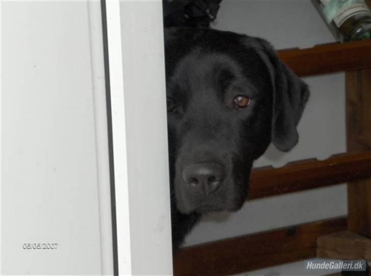 Blanding af racer Balou billede 8