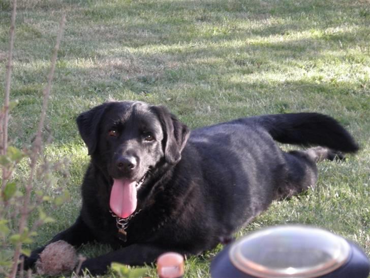 Blanding af racer Balou - 2010 billede 9