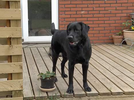 Blanding af racer Balou - 6/5 2007 billede 10