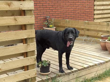 Blanding af racer Balou - 6/5 2007 billede 11