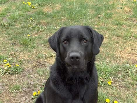 Blanding af racer Balou - 6/5 2007 billede 12