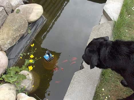 Blanding af racer Balou - 6/5 2007 billede 13