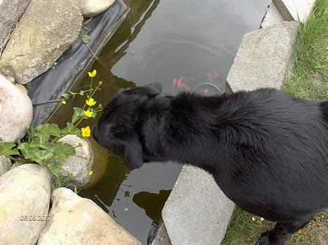 Blanding af racer Balou - 6/5 2007 billede 14