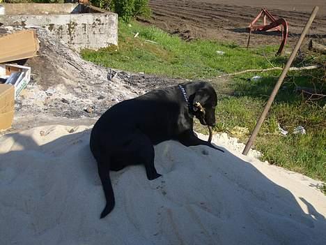 Blanding af racer Nelly billede 7