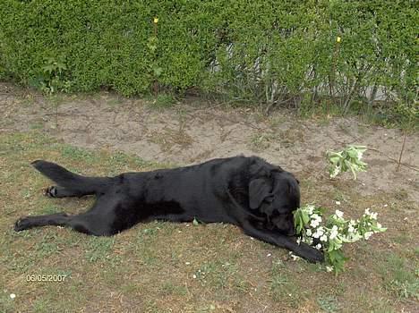 Blanding af racer Balou - 6/5 2007 billede 15