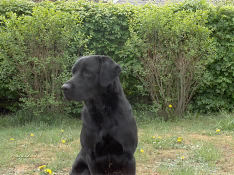 Blanding af racer Balou - 6/5 2007 billede 16