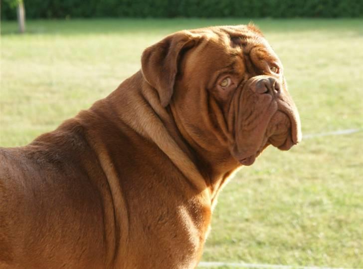 Dogue de bordeaux #Bufas# billede 8