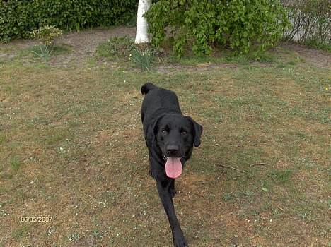 Blanding af racer Balou - 6/5 2007 billede 17