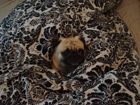 Mops Fiona - Fiona Elsker at ligge og snue med sin far og mor billede 12