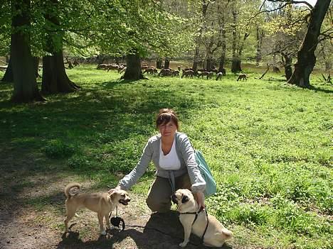 Mops Fiona - dyrehaven Stor bededag 07 billede 13