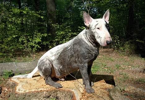 Bullterrier                    *RIP* Joker - DKCH KLBCH Peaceful Bull´s Barclay - Min Joker :0) Den 6. Maj 2007 billede 18