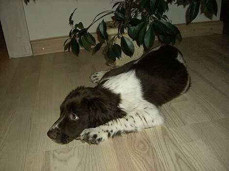 Engelsk springer spaniel Andi billede 1