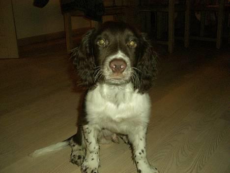 Engelsk springer spaniel Andi billede 2