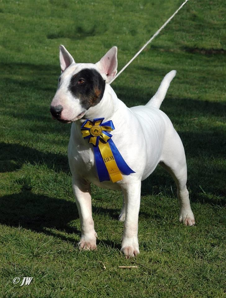 Bullterrier                    *RIP* Joker - Joker BIM i Hedensted, under Dommer Laura Cox, Irland billede 19