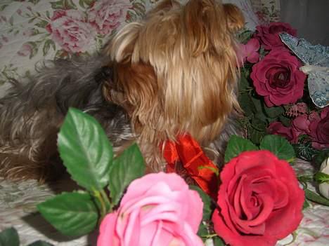 Yorkshire terrier Miss Mille - du er såå finn billede 11