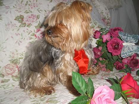Yorkshire terrier Miss Mille - model billede 12