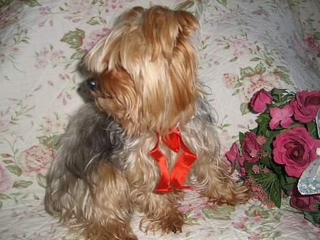 Yorkshire terrier Miss Mille - top model billede 13