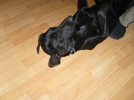 Blanding af racer Nelly billede 8