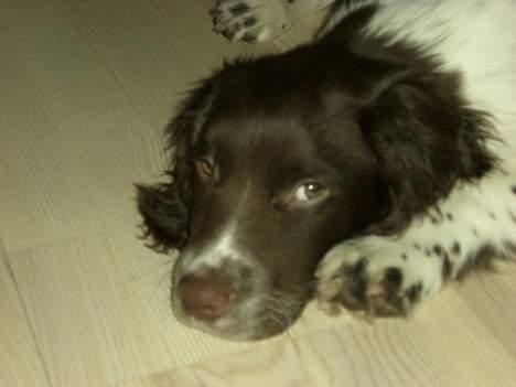 Engelsk springer spaniel Andi billede 3