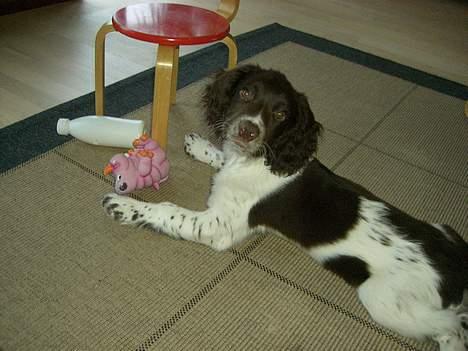 Engelsk springer spaniel Andi billede 4