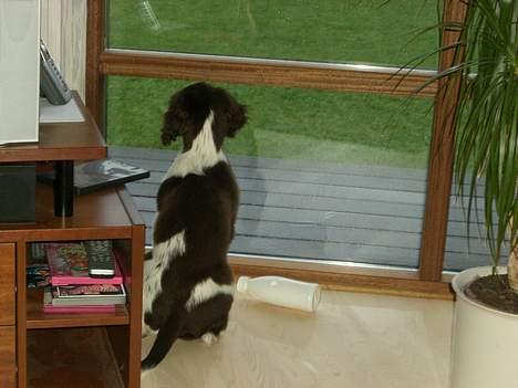 Engelsk springer spaniel Andi billede 5