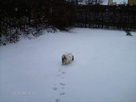 Cavalier king charles spaniel Mille - Mille elsker sne billede 11