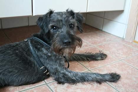 Blanding af racer Rikie billede 3