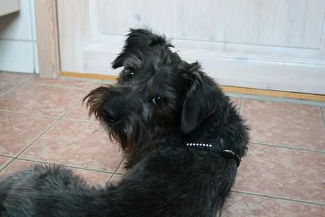 Blanding af racer Rikie billede 4