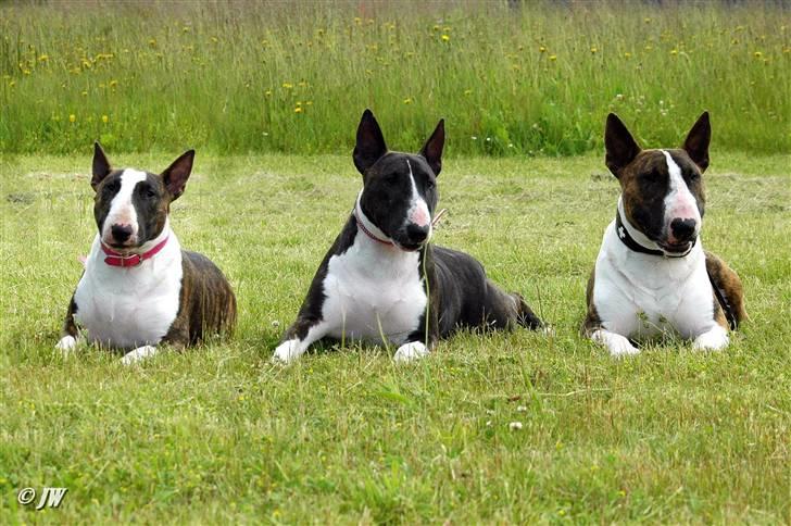 Bullterrier                     Jazzy - Okke - Jazzy´s Datter, Jazzy og Jazzy´s søn Bastian, Juni 2010 billede 16