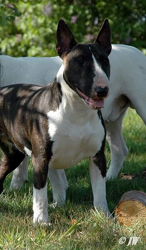 Bullterrier                     Jazzy billede 37