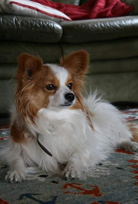 Papillon Jojo - Den bette tykke :-D billede 5